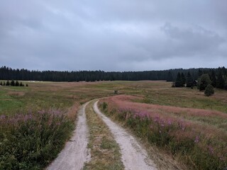 Fototapeta na wymiar spring view of a path in the south bohemia national park