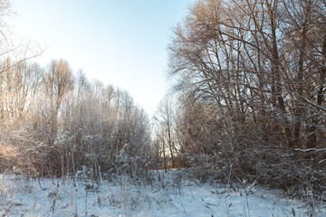 landscape with trees in the snow, sunny clod weather