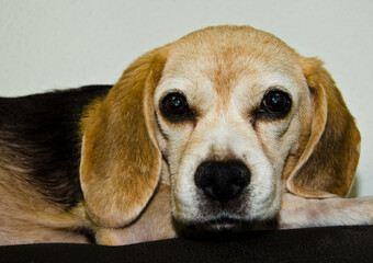 Portrait of an old beautiful beagle (dog), relaxing on the top of a couch