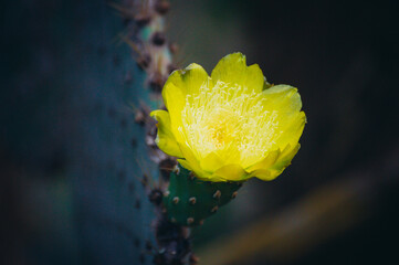 a yellow flower with water droplets