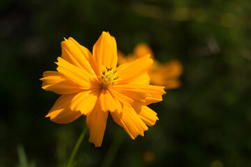 Kenikir or cosmos flower is blooming