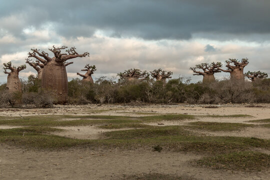 clouds over baobabs