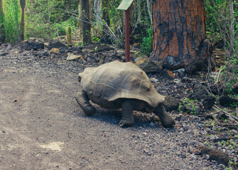 a tortoise walking on a dirt path near a tree