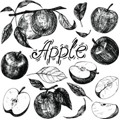 Collection of hand drawings with apples. Ink sketch isolated on white background. Hand drawn vector illustration. The style of engraving.