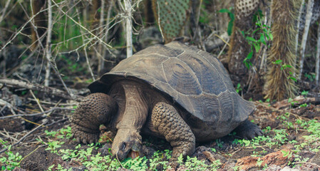 a turtle on the ground