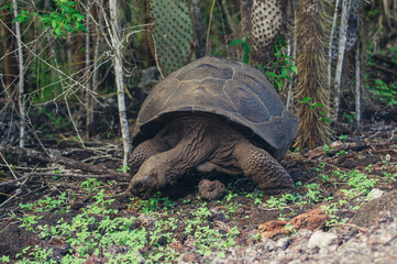 Obraz premium a turtle walking in the woods