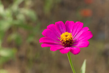 Obraz premium Zinia flower is blooming