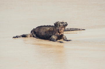 a crocodile in the water