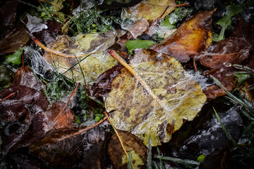 autumn leaves on the ground