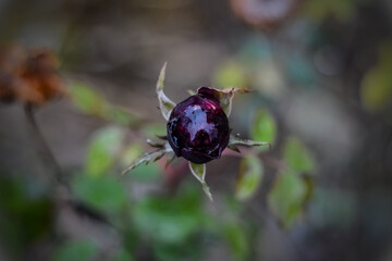 beetle on a flower