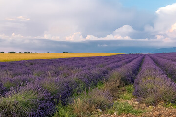 Lavender field in Provence, colorful landscape at sunset
