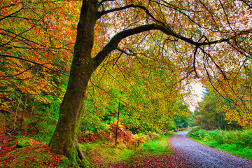Tree in Autumn Colours Framing a Forest Road, Hamsterley Forest, County Durham, England, UK.