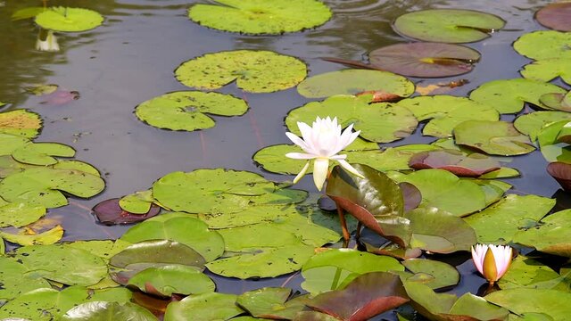 Blooming pink white open lily flower blossom cinemagraph loop with pads in pond water and fish eating insects on surface