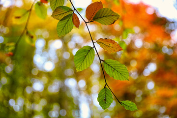 Close view of a tree branch with colourful Autumn Leaves and a blurred background. County Durham, England, UK.