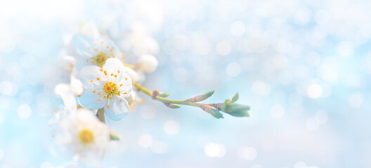 Delicate spring background with cherry blossoms on a light blue background with bokeh