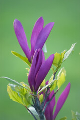 Kwiat Magnolii © WildFrame