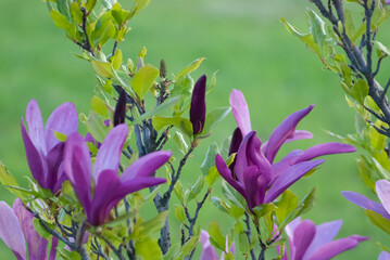 Kwiat Magnolii © WildFrame