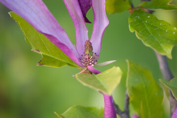 Kwiat Magnolii