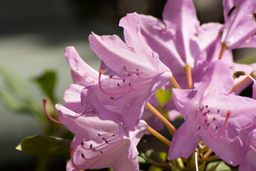 Kwiaty rododendrona - obrazy, fototapety, plakaty