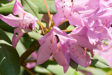 Kwiaty rododendrona