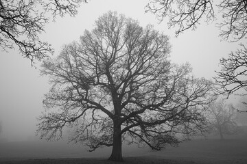 Black and White image of a Silhouette Tree on a Misty Winter Morning, County Durham, England, UK.