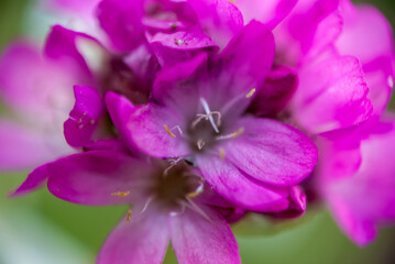 Różowe kwiaty © WildFrame