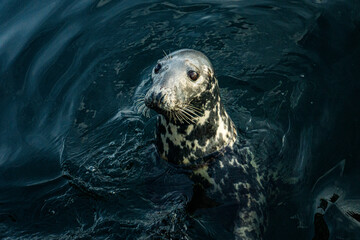 Tête de phoque © Arnaud