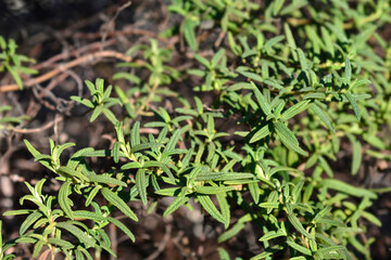 Narrow-leaved cistus