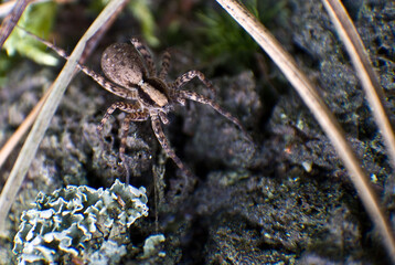 Pająk - Wilkosz Alopecosa Inquilina