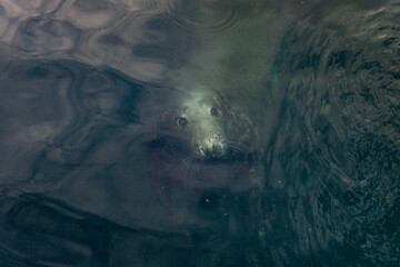 Phoque sous l'eau © Arnaud