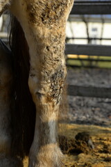 Fototapeta na wymiar Schmutziges Pferd mit Winterfell, Detail
