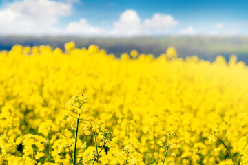 Yellow rapeseed flowers in a field in sunny weather