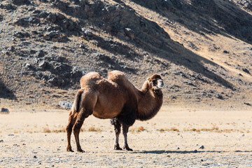 Two-humped camel, Bactrian, in the Altai mountains