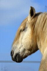 Pferdeschönheit. schöne Pferde im Portrait