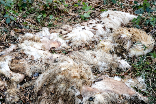 wool from dead sheep in a forest