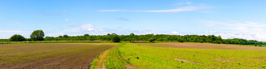 Rural landscape with spring field and dirt road, panorama