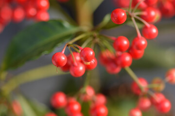Coral berry