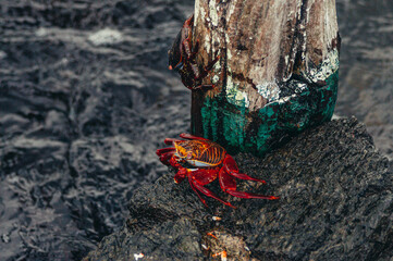Obraz premium a red insect on a tree stump