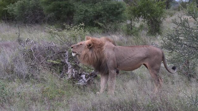 A male lion roaring, vocalizing in the wild of Africa. Wide side view during the day.