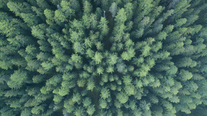 Swiss firs seen from above