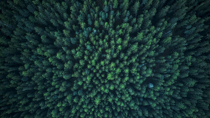 Swiss firs seen from above