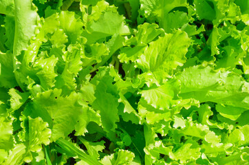 Close up for green organic lettuce leaf background from garden.