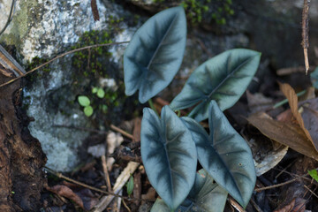 Alocasia reversa in wild Borneo Rainforest