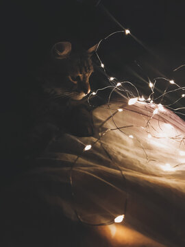 Cute tabby cat at Christmas lights on bed in dark room, magical atmospheric image. Pet and holiday