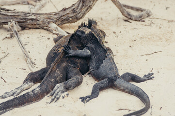 Fototapeta premium a black lizard on a sandy surface