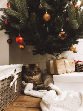 Cute tabby cat sitting with gifts under Christmas tree. Pet and holiday. Merry Christmas