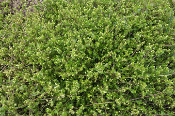 In the spring, Stellaria media grows in nature