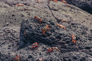 a group of crab on a rocky surface