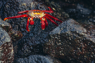 a red and yellow spider on a rock