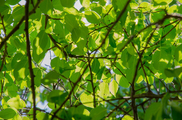 Fototapeta na wymiar Natural green leaf background with sunshine in summer